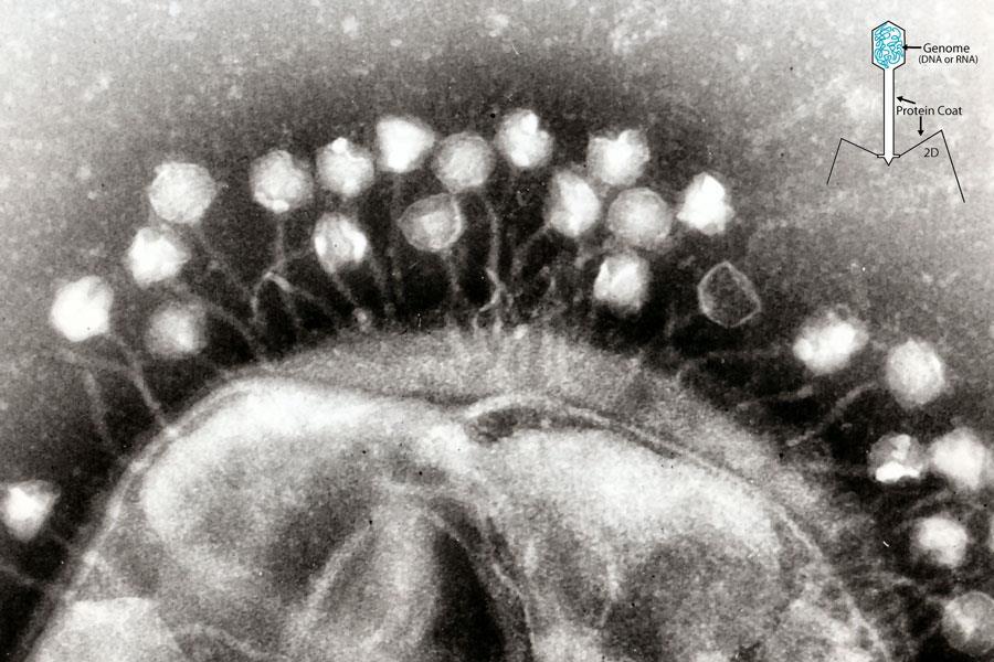 Virus Bacteria del