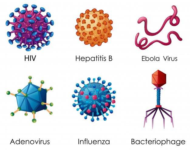 ENTONCES Se puede afirmar que los virus son seres vivos? Por qué?
