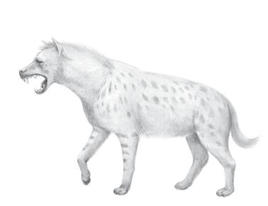 Fauna Hienas La gran riqueza paleontológica de la cueva se debe a las hienas que acumularon una amplia cantidad de huesos de restos de animales grandes.