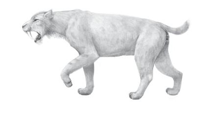 Felinos Úrsidos y cánidos El Homotherium latidens (en la imagen) era un tigre de diente de sable, con colmillos de tamaño medio.