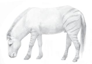 Caballos Rinocerontes Dentro de los macrovertebrados, los restos de caballos son los más abundantes en Cueva Victoria.