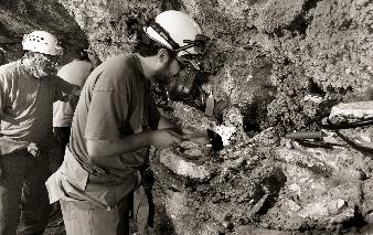 Excavación de huesos fósiles acumulados en una pared de Cueva Victoria. sultado de una intensa explotación minera que duró cerca de 70 años.