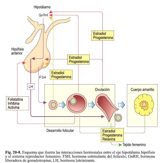 Interacciones hormonales La FSH (hormona foliculoestimulante) estimula la maduración de los folículos y la producción de estrógenos genos.