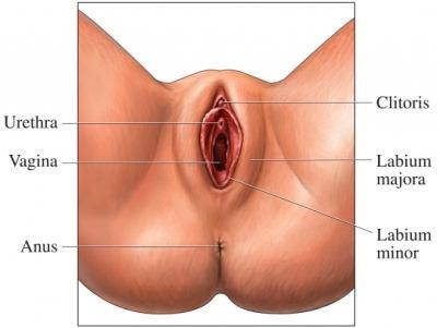 Los genitales externos La vulva es el conjunto de los órganos genitales externos de la mujer. Consta de: El vestíbulo bulo, en cuyo fondo se abren la uretra y la vagina. Los labios.