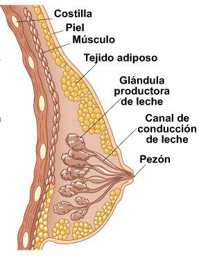 Las glándulas mamarias Cada glándula está formada por 15 a 20 lóbulos separados entre sí por tejido conectivo y adiposo.
