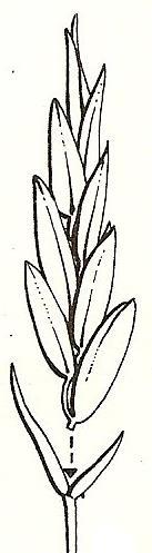 POÁCEAS Eragrostis sp.