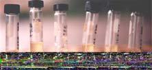 Efecto del cultivo sobre Esputos policlonales artificiales MIRUtipado de 30 colonias