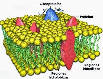 Biomoléculas orgánicas: lípidos Estructural Protectora Lípidos Energética Reguladora - Formados principalmente por