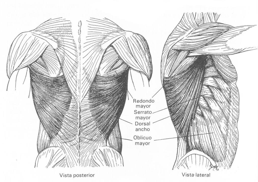 CAPA SUBCUTÁNEA DORSAL ANCHO El dorsal ancho es un músculo par, delgado, ancho y triangular. Nace en la parte posterior del tronco, lo envuelve y se inserta en la cara interna anterior del humero.