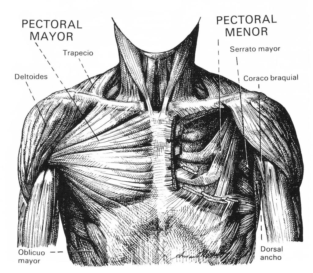 PECTORAL MAYOR Es un músculo par, ancho, grueso y triangular situado en la parte anterior superior del tronco.