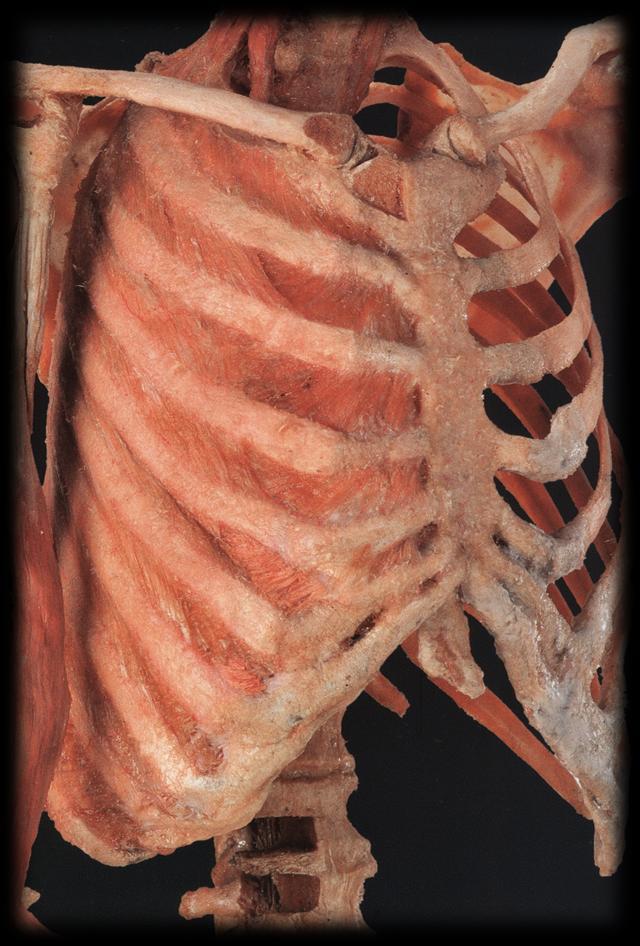 Todas ellas se insertan en la parte posterior a las vértebras dorsales mediante unas carillas Articulares y al esternón, en la parte anterior, las esternales mediante el cartílago costal, que aumenta