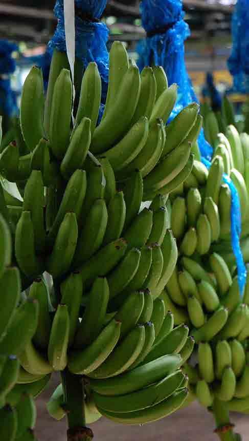 Ejemplos de medidas tomadas por las fincas Rainforest Alliance Certified : Tratar las aguas residuales de procesamiento de banano antes de su liberación. Evitar el uso del herbicida paraquat.