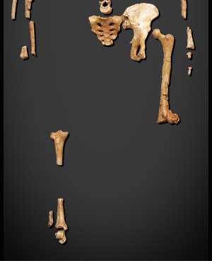 esqueleto de un homínido perteneciente a la especie