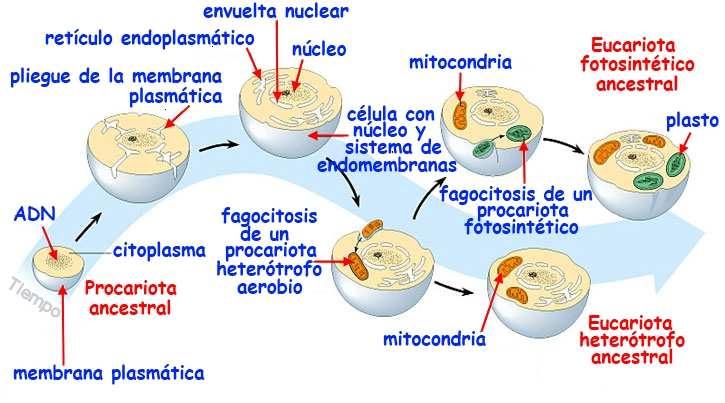 los distintos tipos de células y organismos 1- Se forman células primitivas (similares