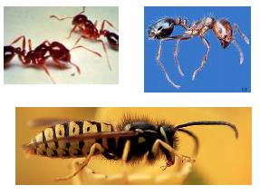 ( Arañas,(escorpiones (