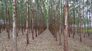 tipos de bosques - SMBYC Densidad promedio de la madera (0,58t/m 3 ) Área de las plantaciones