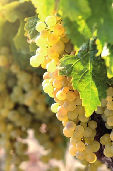 ÚNICO EN EL MUNDO Hay muchos factores que hacen único al Vinagre de Jerez.