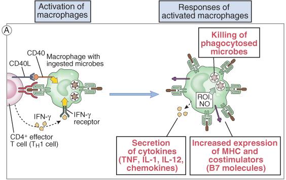 Activación de Macrófagos (MΦ) Activación de Macrófagos MΦ con microorganismos en fagolisosomas Respuesta de MΦ activados Lisis de microorganismos