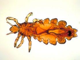 PEDICULOSIS CAPITIS Los vulgarmente llamados piojos en la cabeza (Pediculus Capitis) son insectos (ectoparásitos) que viven sobre el cuero cabelludo, cabellos, cejas, pestañas, pubis, cuerpo del