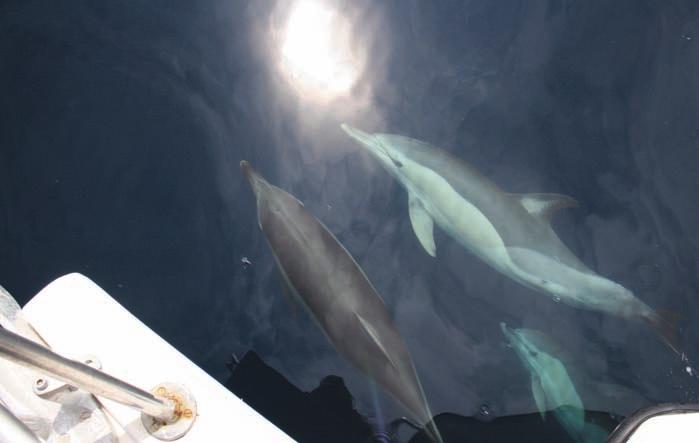 3 Estudio de ejemplares en el medio natural Avistamiento de un grupo de delfines comunes desde barco. A la derecha madre adulta con su cría.