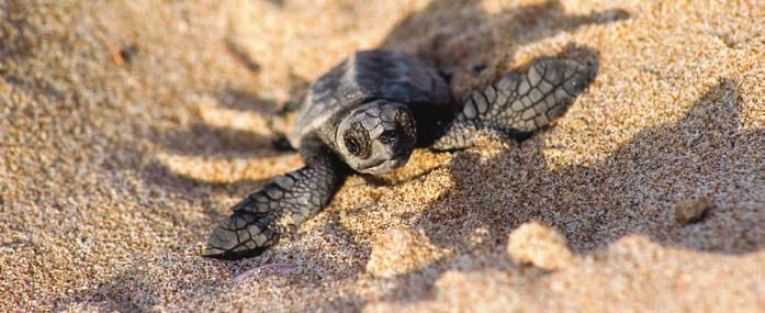 3 Estudio de ejemplares en el medio natural Benjamín Albiach Una de las tortugas marinas nacidas en la playa protegida de La Punta, en el extremo sur del Parque Natural de l Albufera. 3.