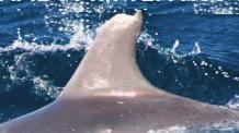 posteriores fue varias veces superior. Hasta finales de 2009 hay 24 aletas de delfín mular diferentes identificadas. Tres individuos han sido identificados en más de una ocasión.