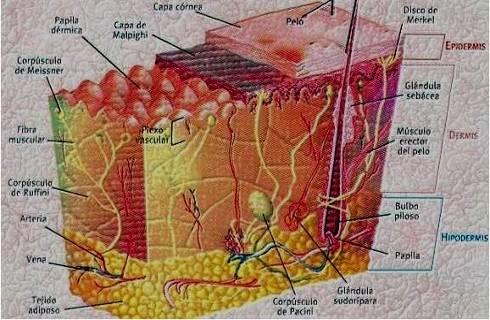 HIPODERMIS Red vascular profunda Porciones inferiores de algunos folículos pilosos Actinos de glándulas ecrinas y