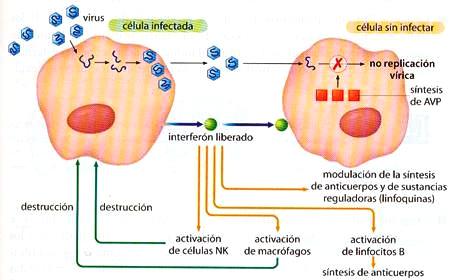 Las moléculas de interferón realizan otras acciones: activan a los macrófagos y linfocitos B. modulan la síntesis de anticuerpos y otras sustancias reguladoras (linfocinas).