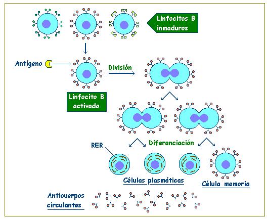 Tras la unión específica del antígeno con su anticuerpo correspondiente, los linfocitos B se activan.