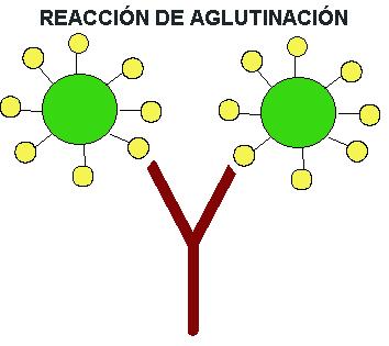 1. Efectos Directos: Tras esta unión se desencadenan las denominadas reacciones antígenoanticuerpo o reacciones serológicas, entre las que se distinguen las siguientes: a) NEUTRALIZACIÓN: La unión