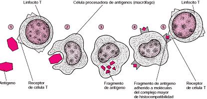 2.2. Linfocitos T S (supresores). Actúan mediante un proceso inverso al de los linfocitos T H.