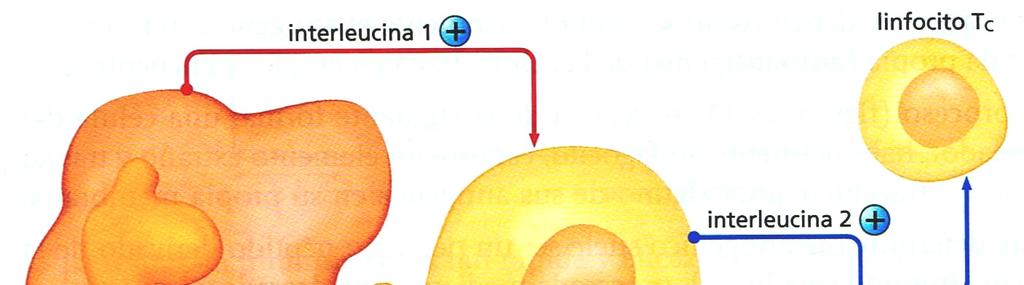 Cuando los linfocitos T H se activan, liberan también otra sustancia, la interleucina-2