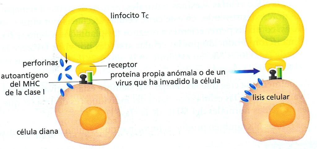 Funciones de los Linfocitos T Una vez han sido activados, los linfocitos T provocan una acción citotóxica y regulan la respuesta inmunitaria.