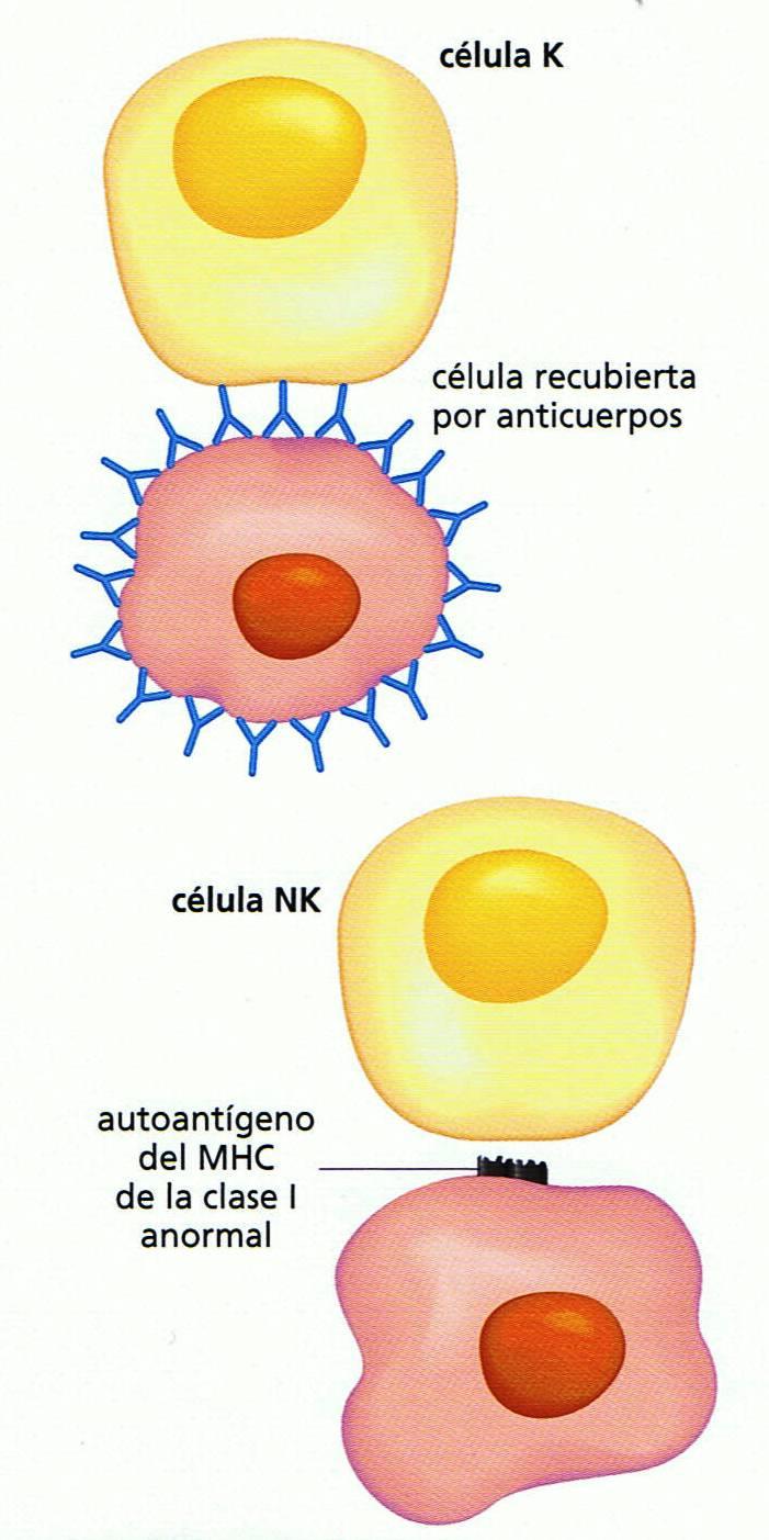 Los linfocitos no-b no-t Son células minoritarias (menos del 3% de los linfocitos sanguíneos).