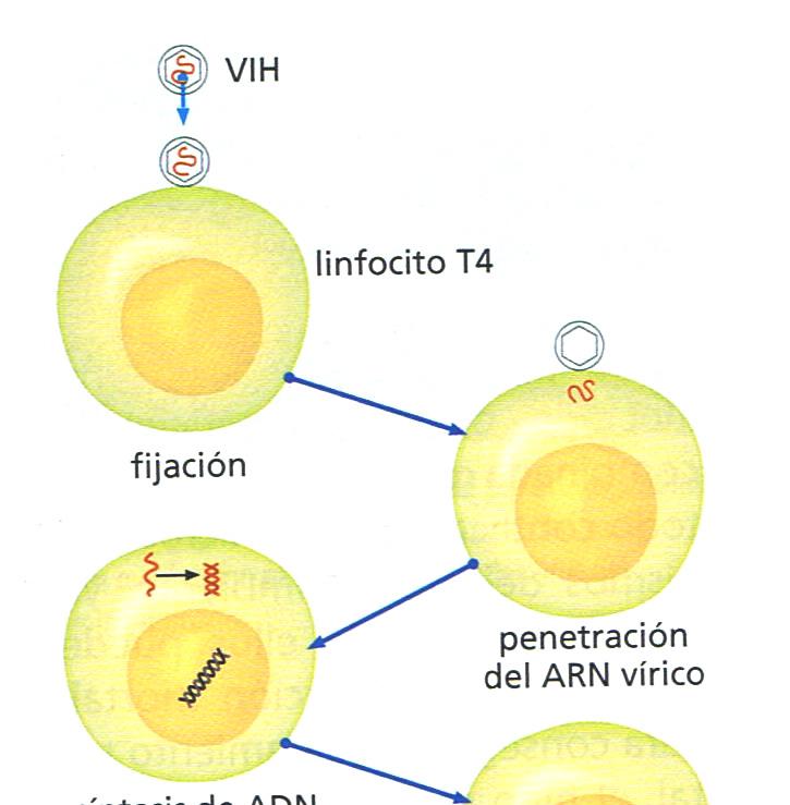 El virus fue aislado por primera vez en 1983 por el equipo de Luc Montagnier, en el Instituto Pasteur de París, por el que recibió el premio Nobel de medicina en 2008.