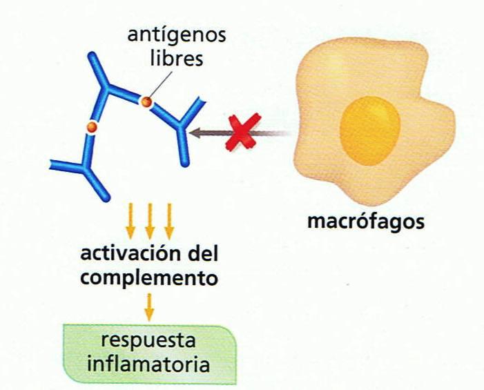 desensibilización; de esta forma se forman unos anticuerpo bloqueantes Ig-G que al unirse al alérgeno impiden que éste se una a la Ig-E.