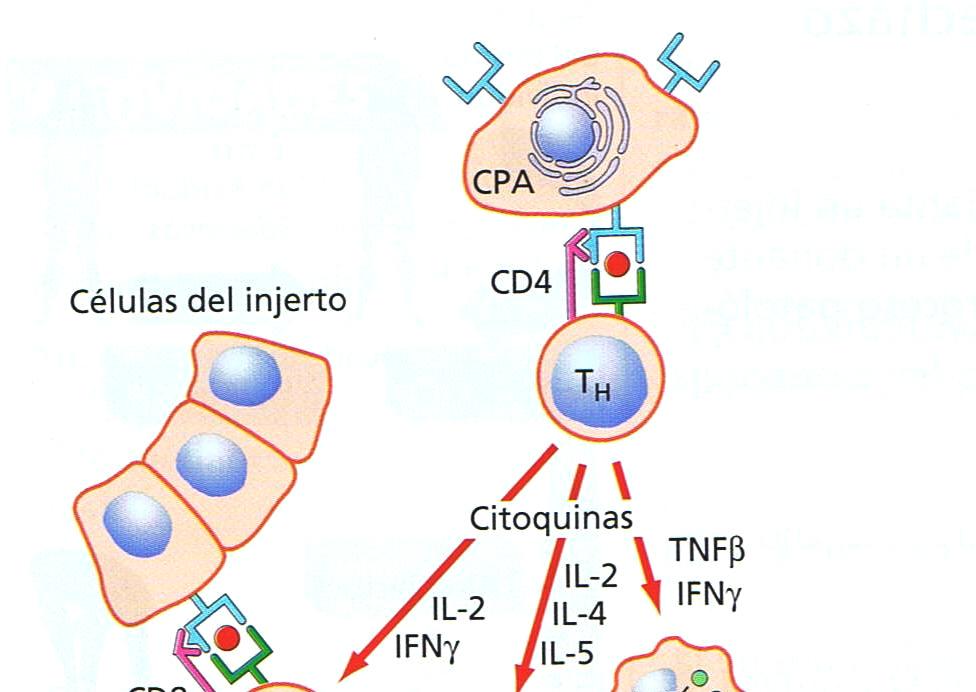 - Isotrasplante o isoinjerto: El donante y el receptor pertenecen a la misma especie genéticamente idénticos (caso de gemelos univitelinos).