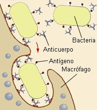 Las bacterias que estén previamente opsonizadas (= recubiertas de opsoninas) serán fagocitadas con más facilidad.