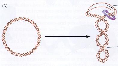 Las topoisomerasas relajan la tensión (supercoils) generada delante de la horquilla