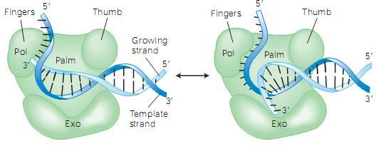 Errores de la ADN Polimerasa: Control de la fidelidad de la replicación - Cambio del marco de lectura, mejorado por la procesividad de la polimerasa (tendencia a mantenerse asociada al templado)
