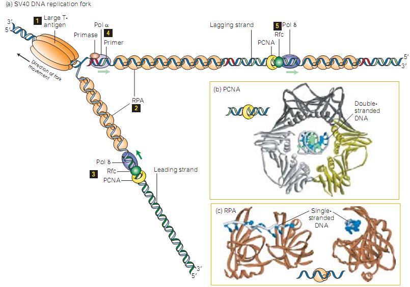Replicación en eucariontes. Modelo de la replicación en el virus SV 40 Antigeno T: proteína iniciadora, helicasa ADN Pol α/primasa. Síntesis de cebadores mixtos: ~10 nt ARN+ 20-30 nt ADN.