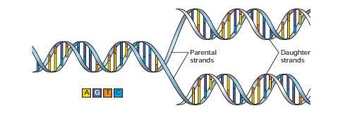 Replicación del ADN Review O Donnell et al.