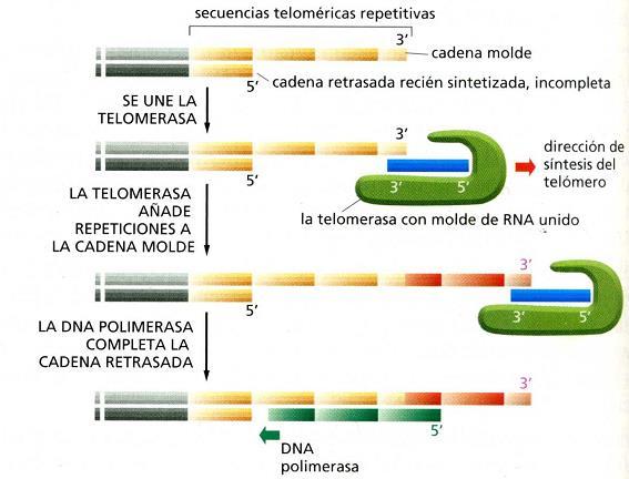 Los telómeros permiten que se complete la síntesis de ADN
