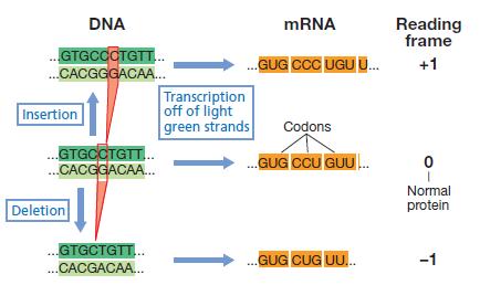 puntuales en genes codificantes de proteínas M. silenciosas (silent). No cambia el aa M.