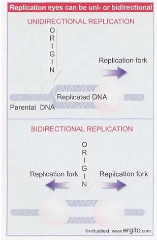 La replicación se inicia en regiones llamadas origen (ORI) A partir de un ori, la