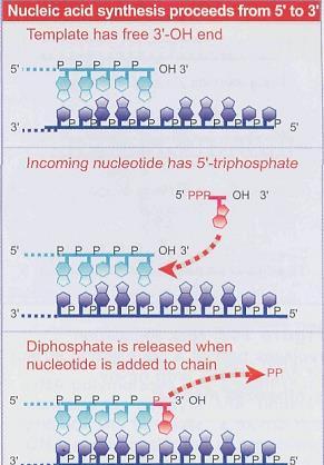 Mecanismo general Síntesis de ADN semiconservativa La ADN polimerasa necesita una hebra molde (template) como guía y un cebador