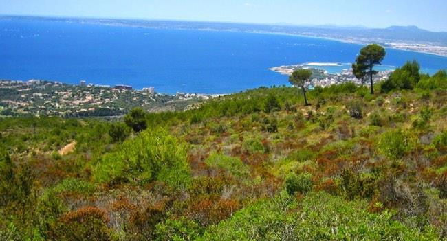 Clima mediterráneo. Dónde se sitúa? Ocupa las zonas bañadas por el mar Mediterráneo, las Islas Baleares, Ceuta y Melilla. Cómo son sus temperaturas?