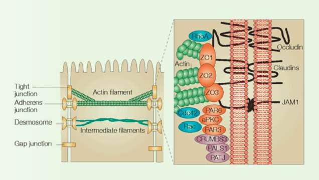 Uniones TJLas uniones estrechas (TJ) son estructuras proteicas esenciales para el control de la función barrera epitelial del intestino Las TJ están formadas por proteínas transcelulares como