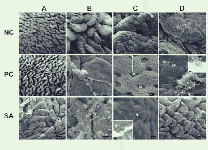 Figura 4. Microscopía electrónica del intestino de pollos: NC, no inoculación; PC: inoculación con 108 UFC de Salmonella enterica serovar Enteritidis.