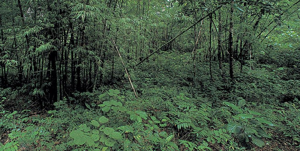 Bosque tropical: vegetación menos